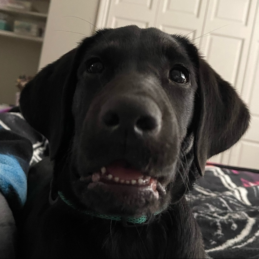 Meet your Posher, Madison